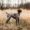 German_Shorthaired_Pointer