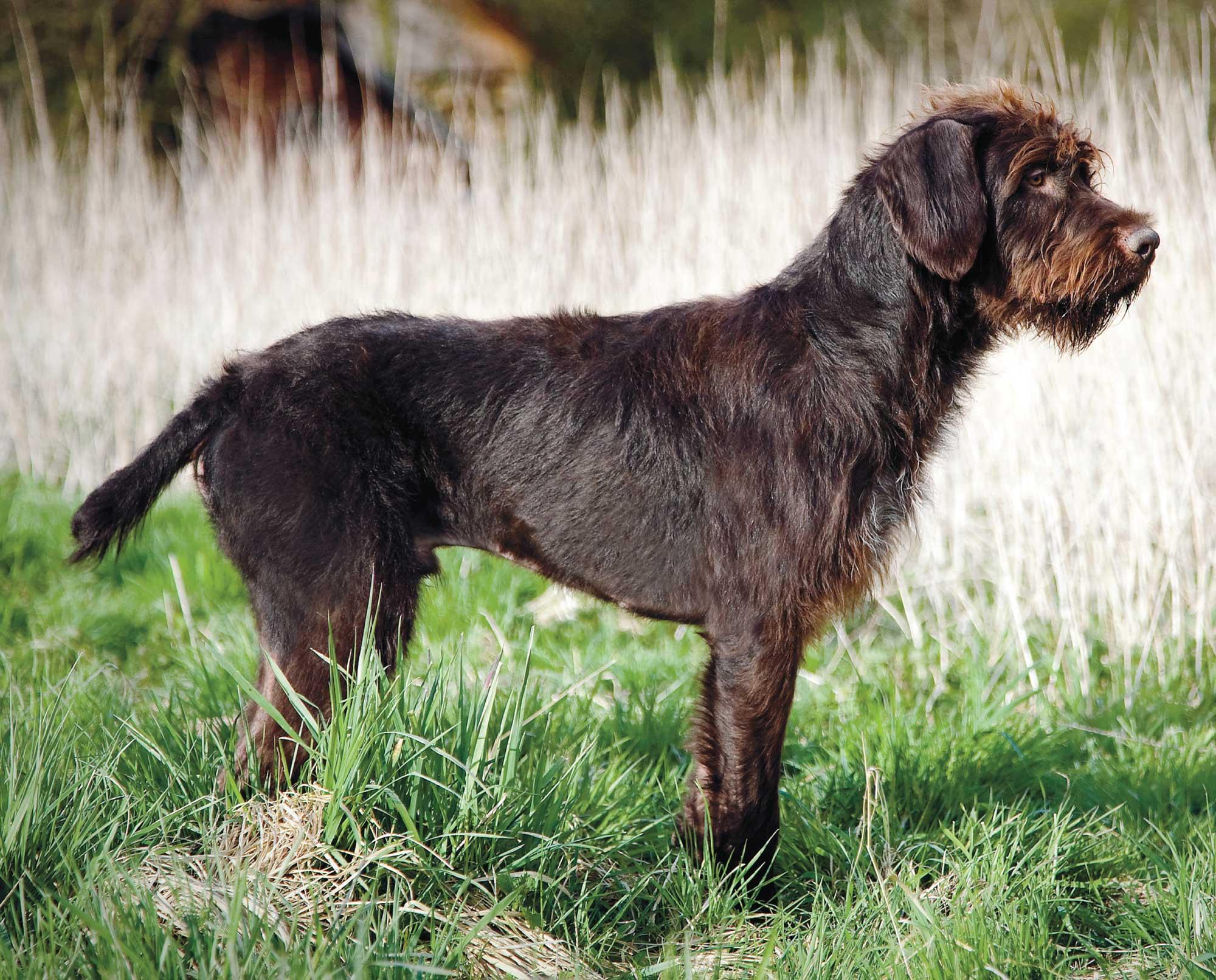 German_Wirehaired_Pointer