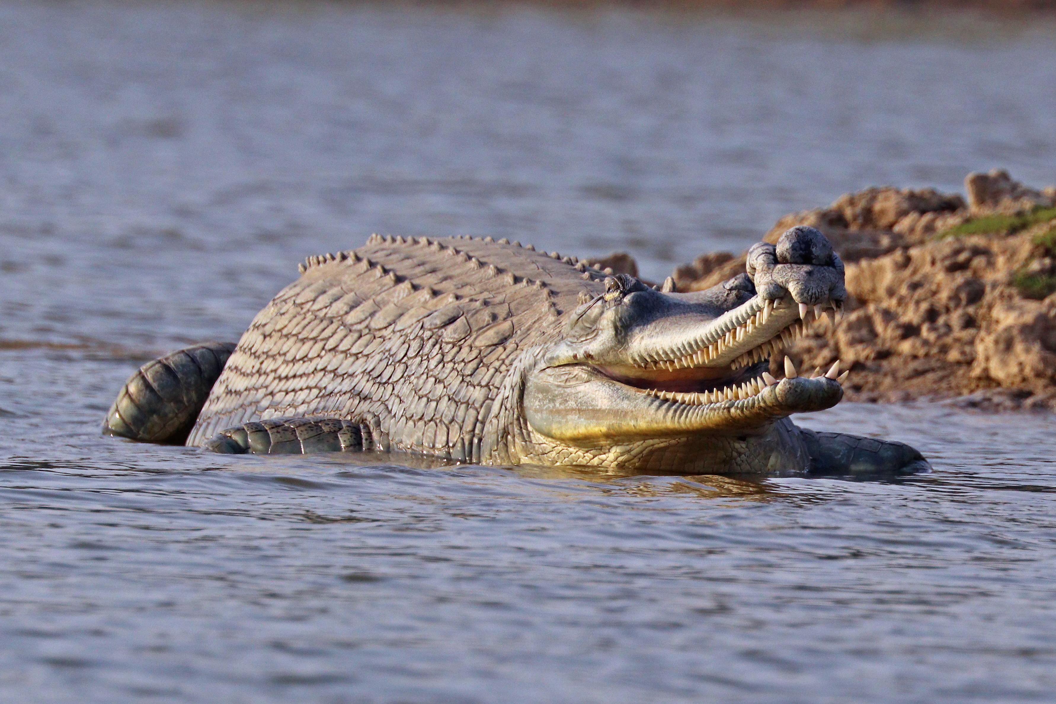 Gharial