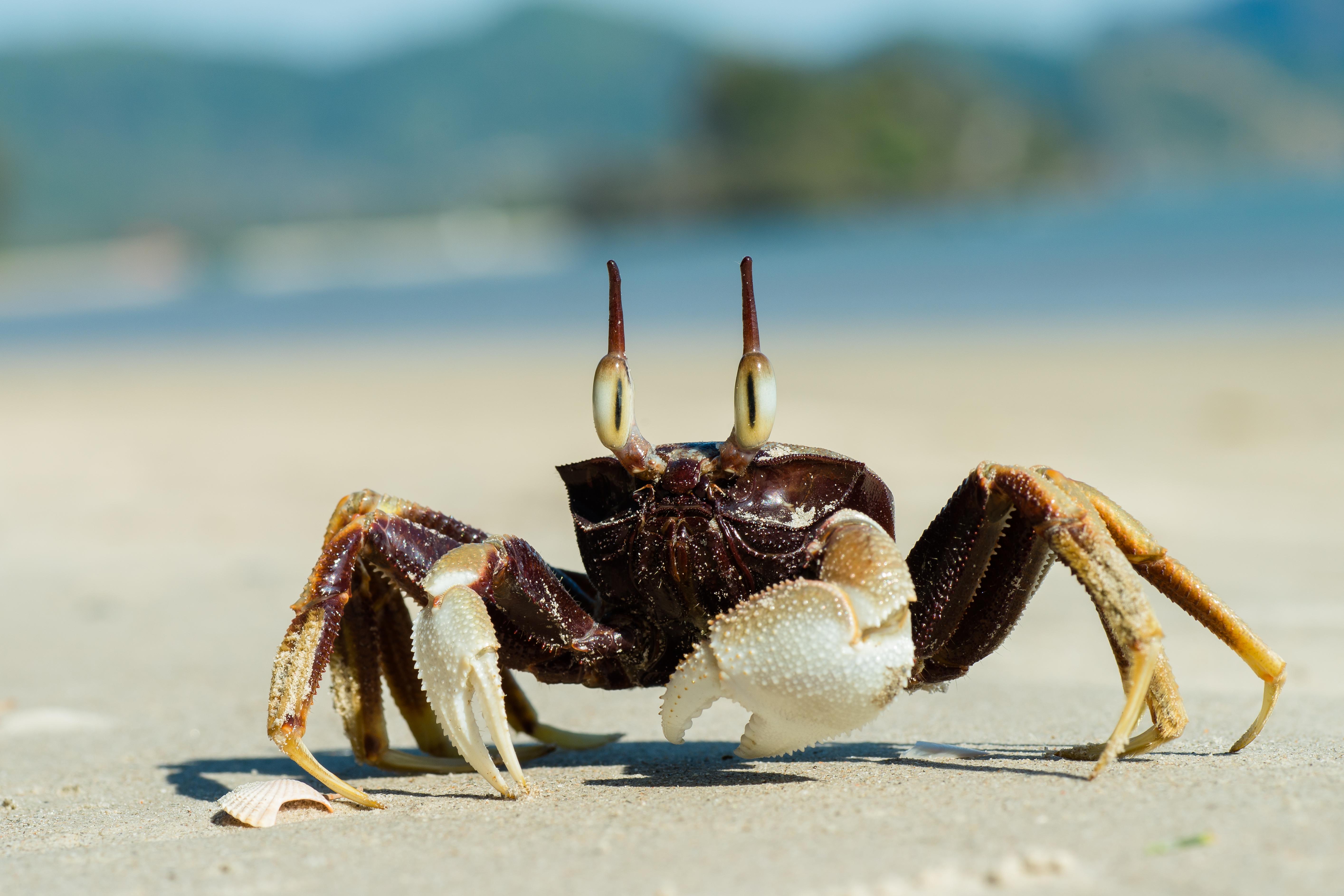 Ghost_Crab