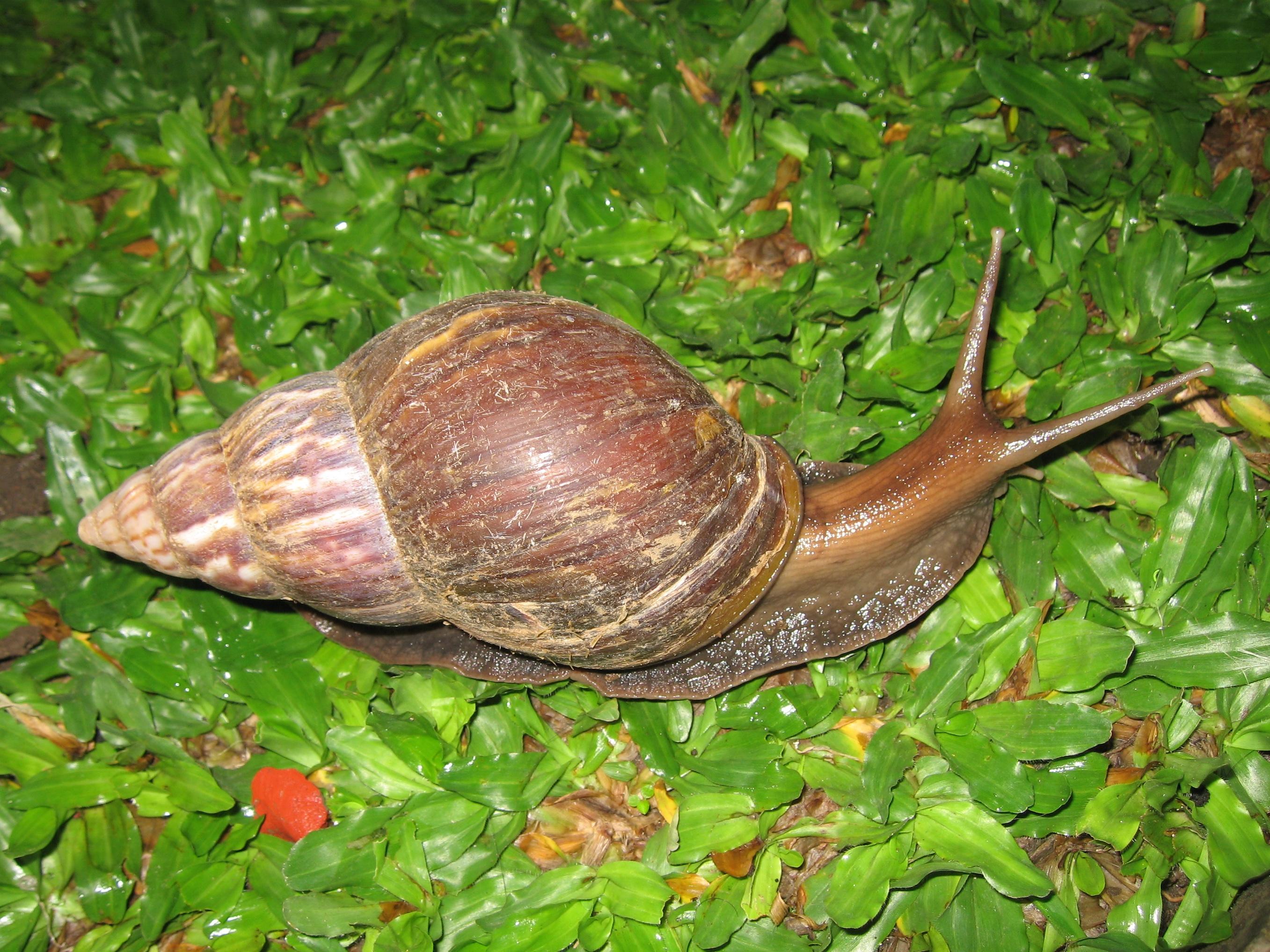 Giant_African_Land_Snail