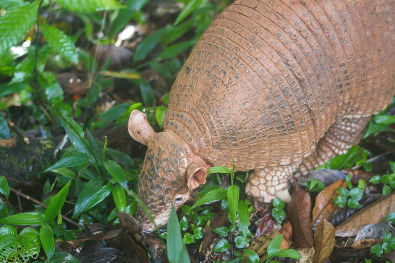 Giant_Armadillo