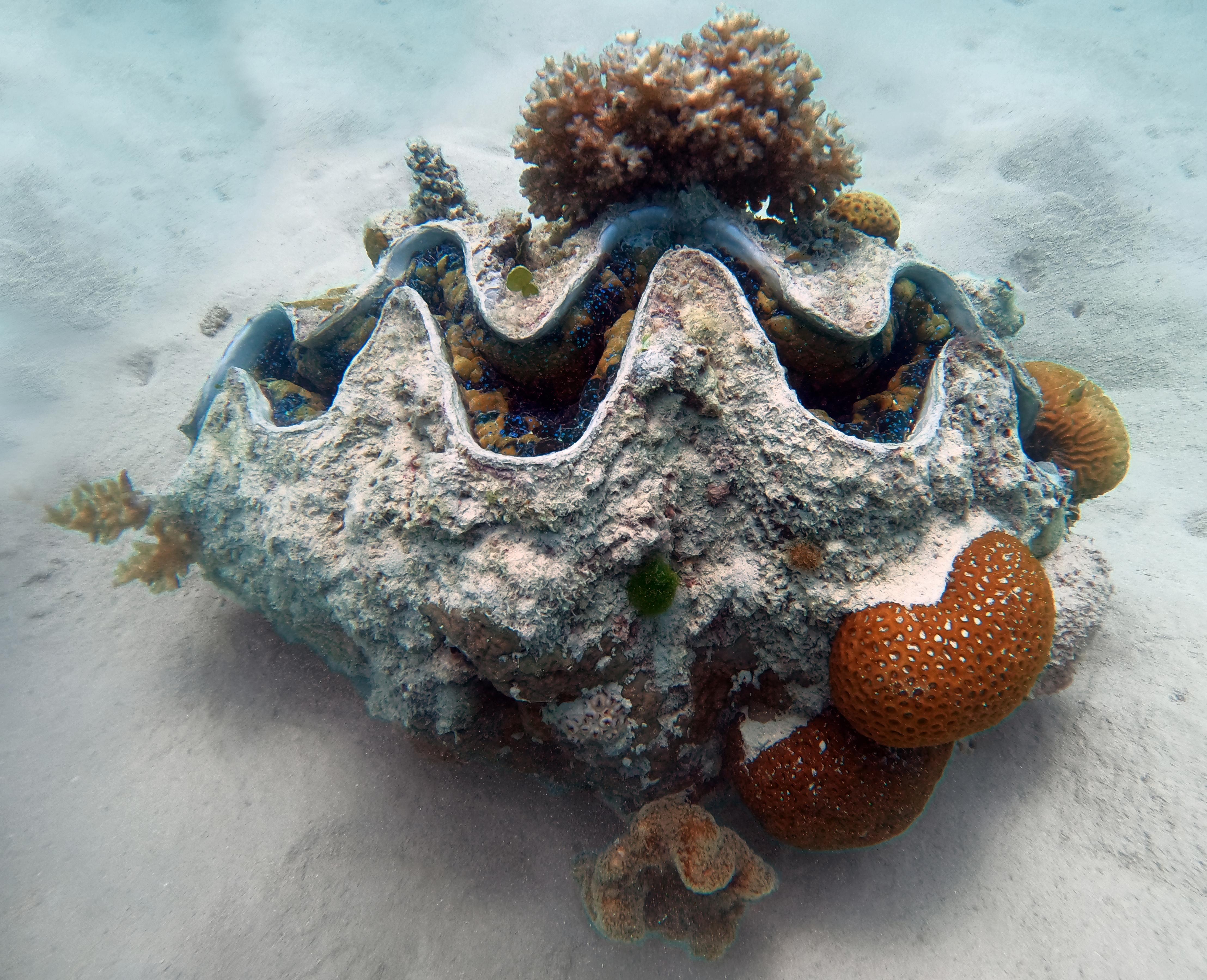 Giant_Clam