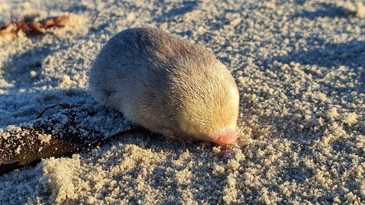 Giant_Golden_Mole