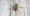 Giant_House_Spider