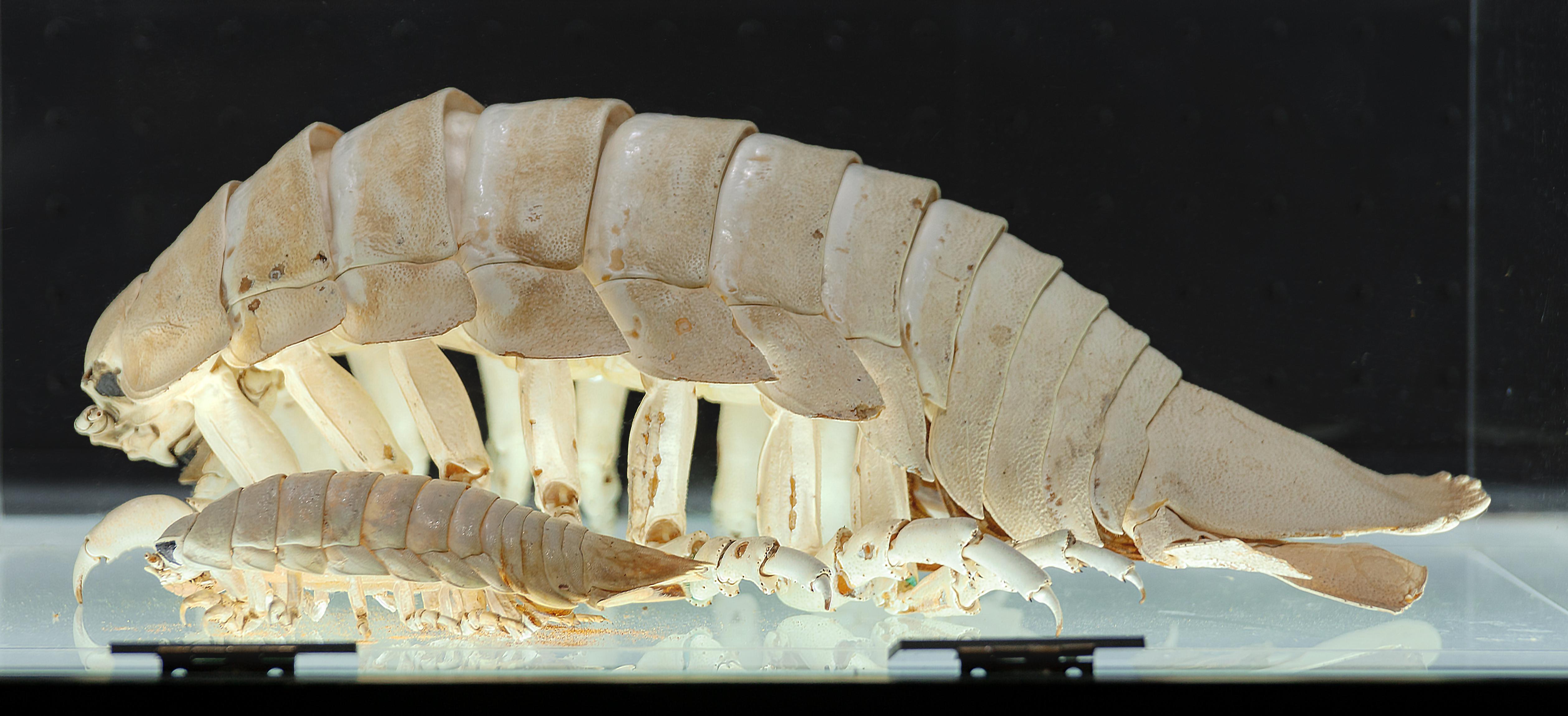 Giant_Isopod