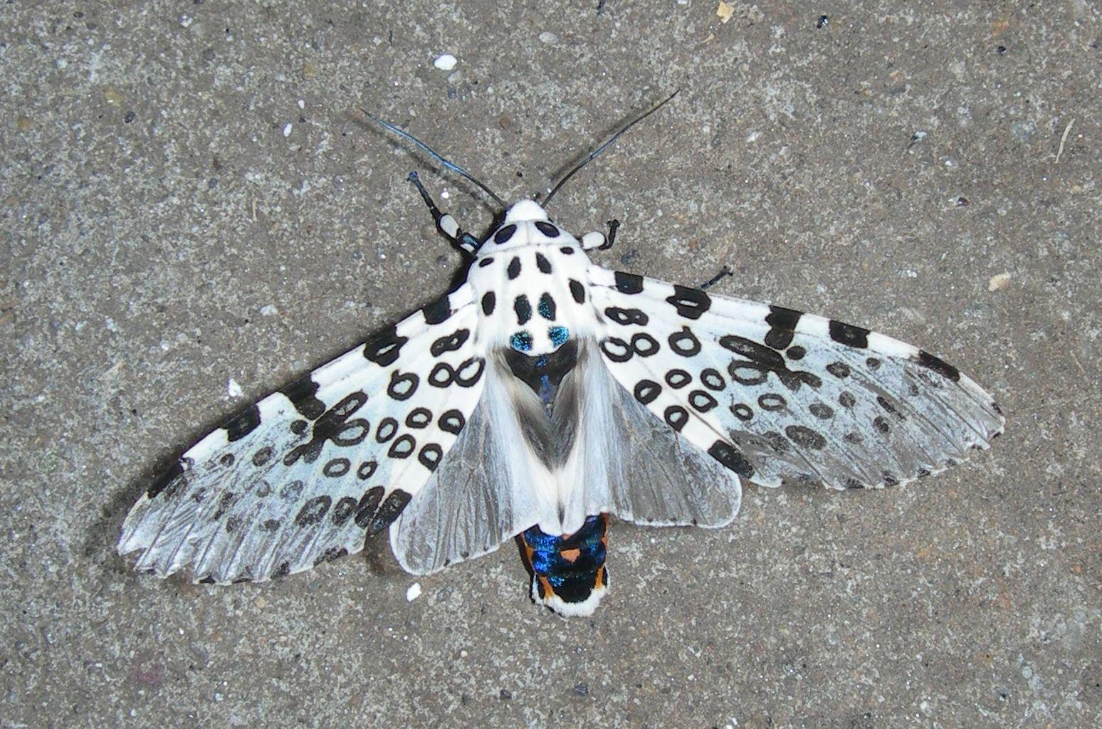 Giant_Leopard_Moth