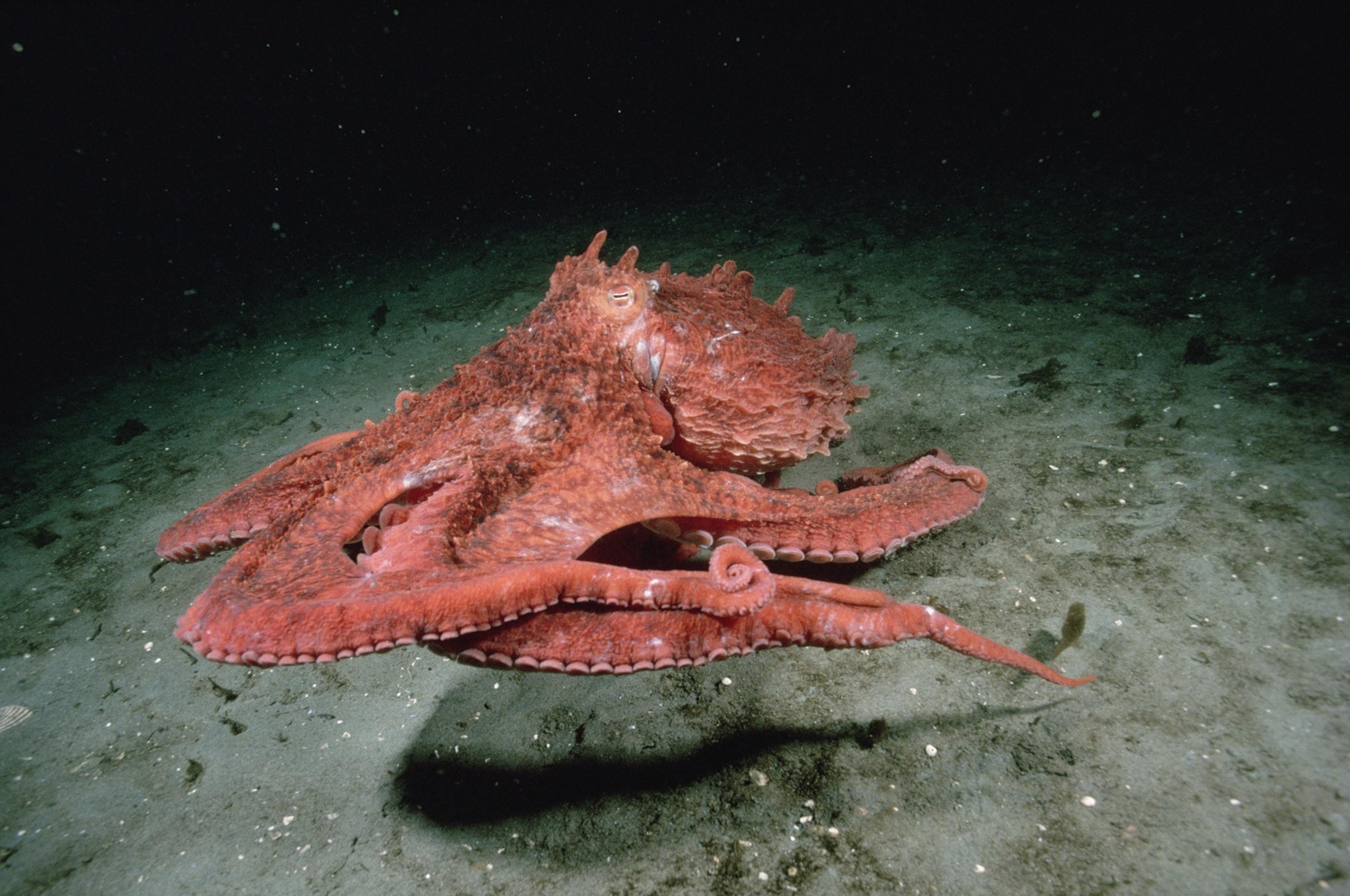 Giant_Pacific_Octopus