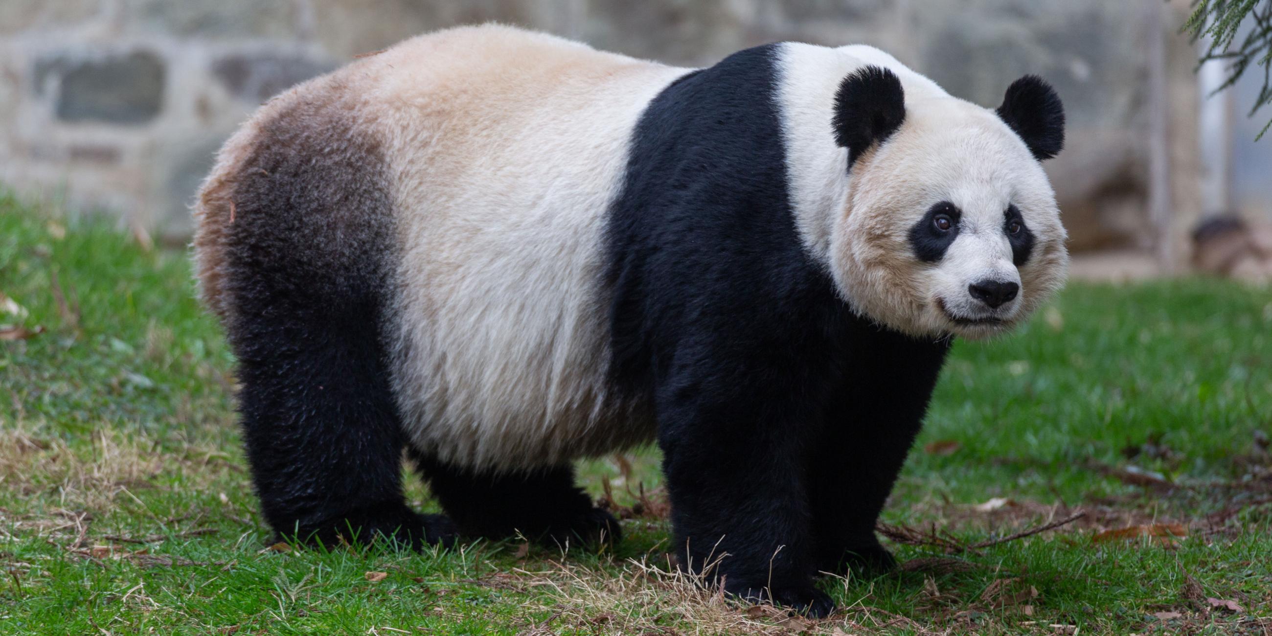 Giant_Panda