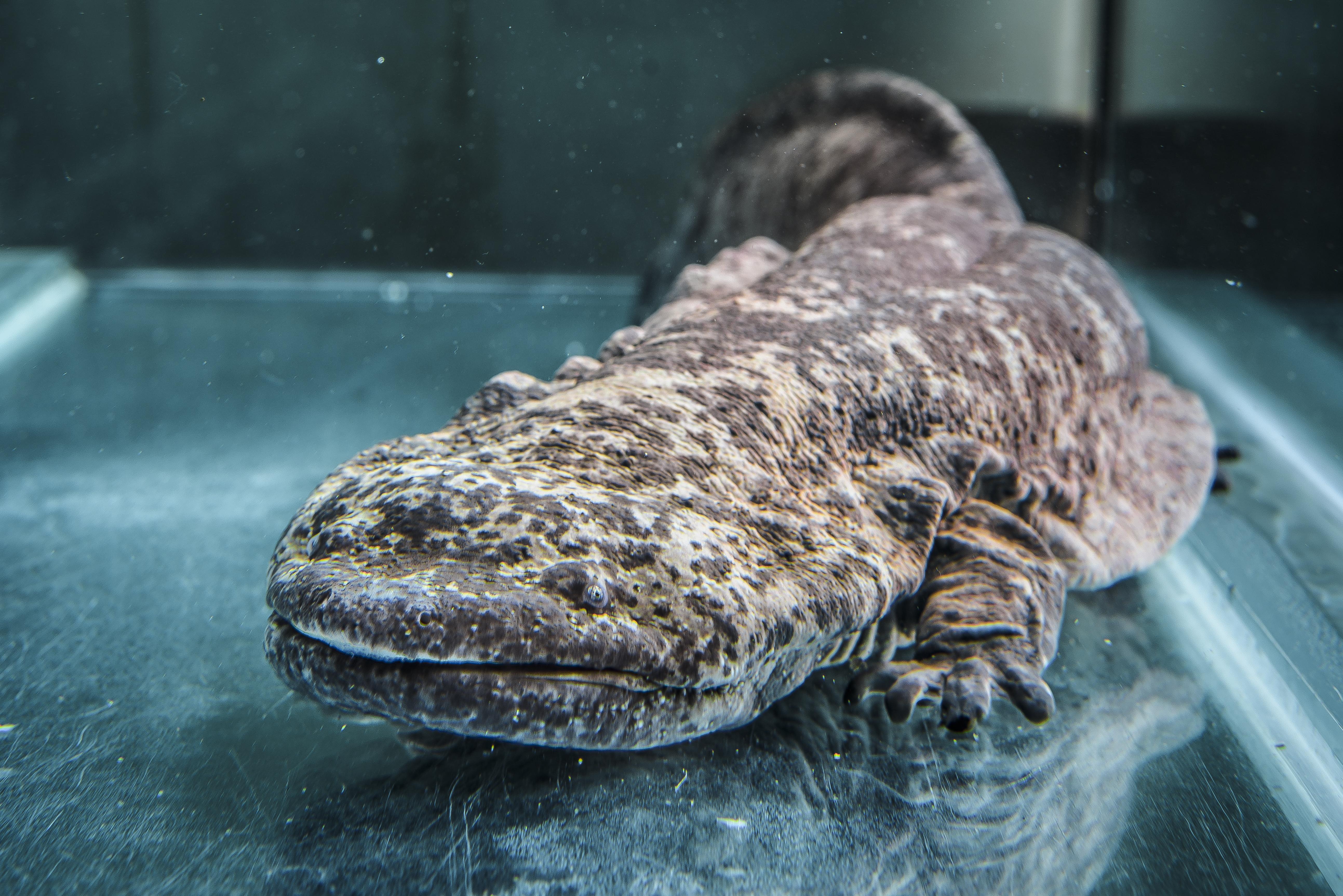 Giant_Salamander