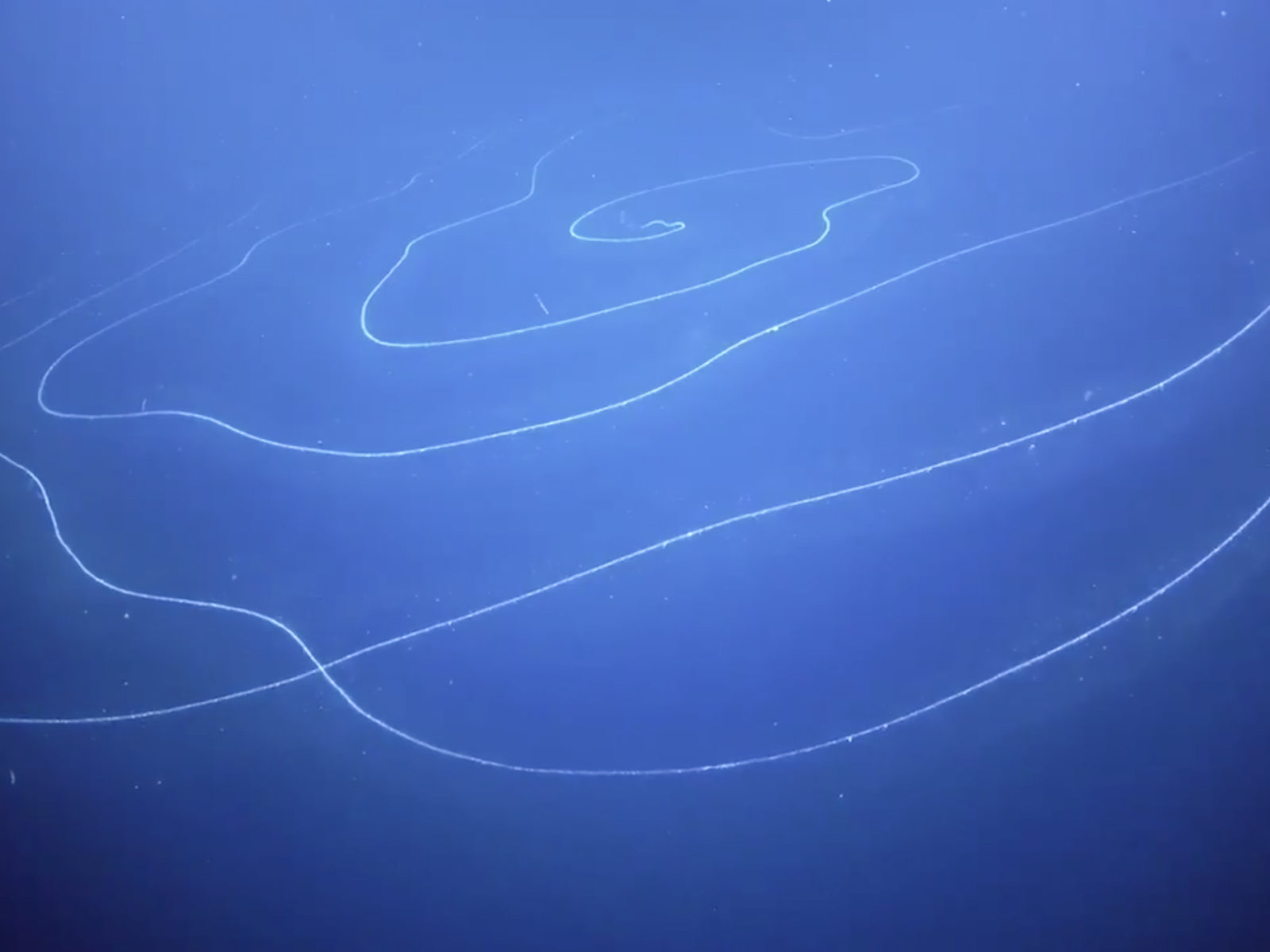 Giant_Siphonophore