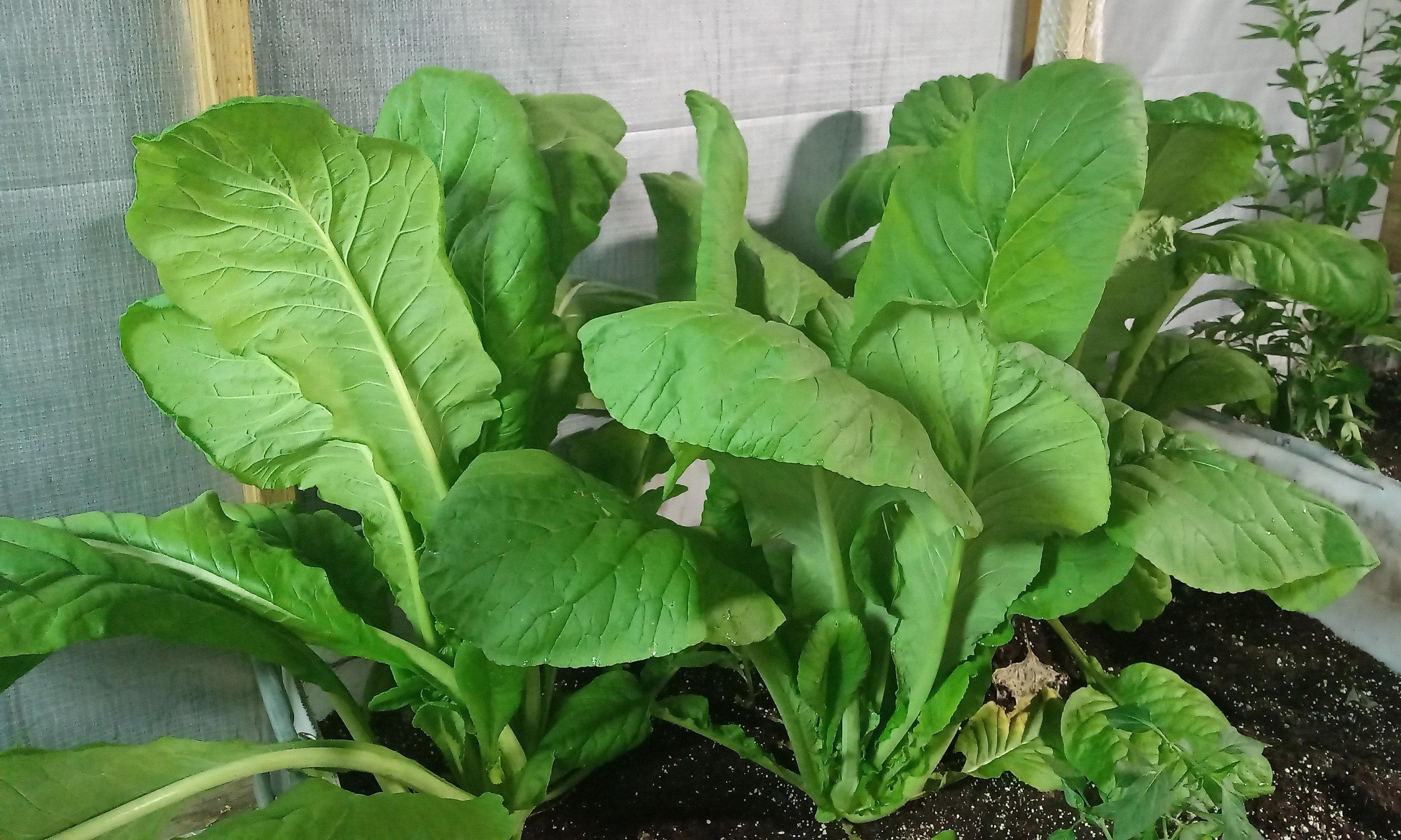 Japanese_Mustard_Spinach_Komatsuna