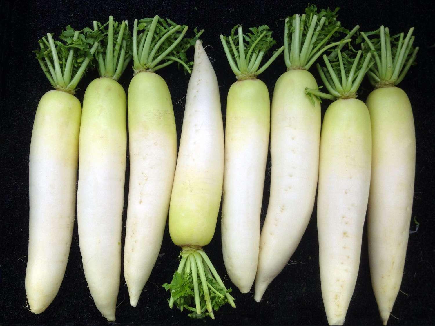 Japanese_Radish_Daikon