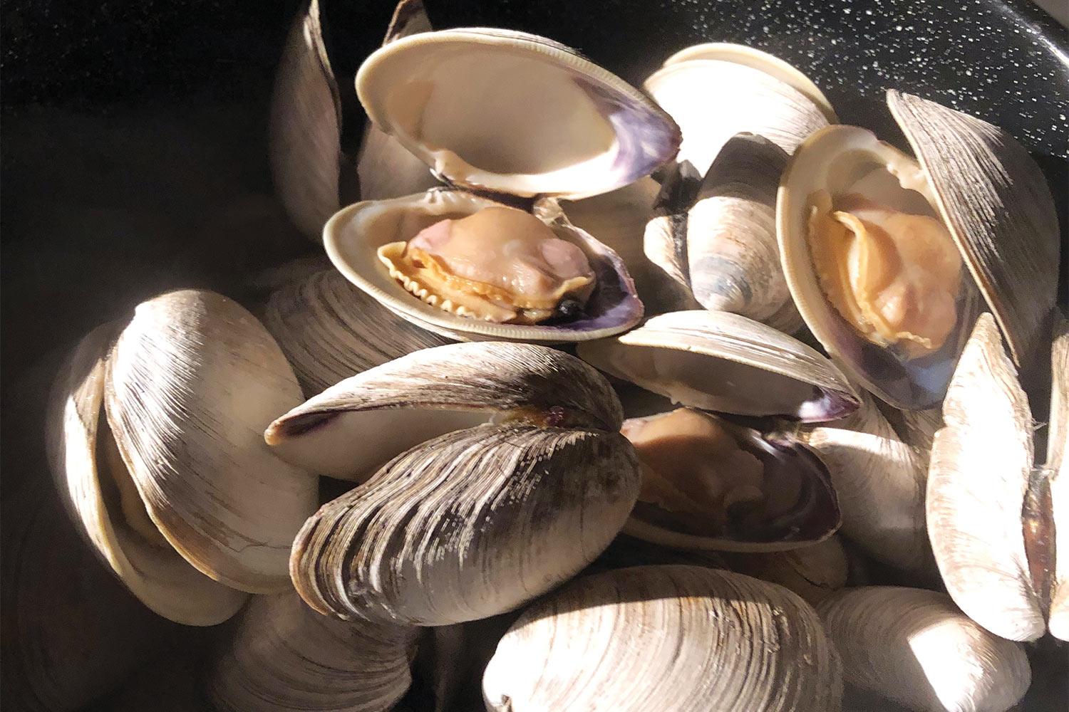 Quahog_Clam