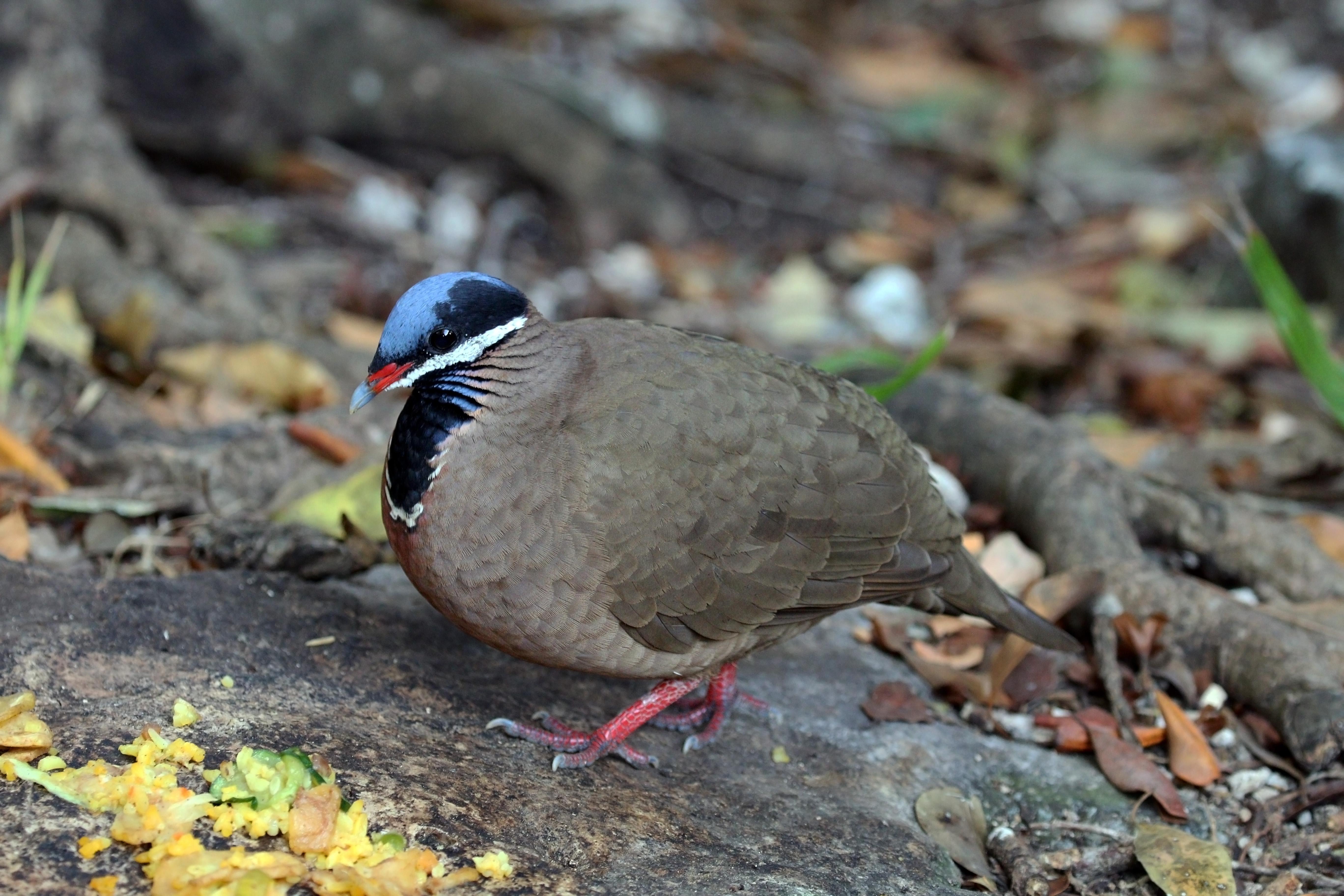 Quail-dove