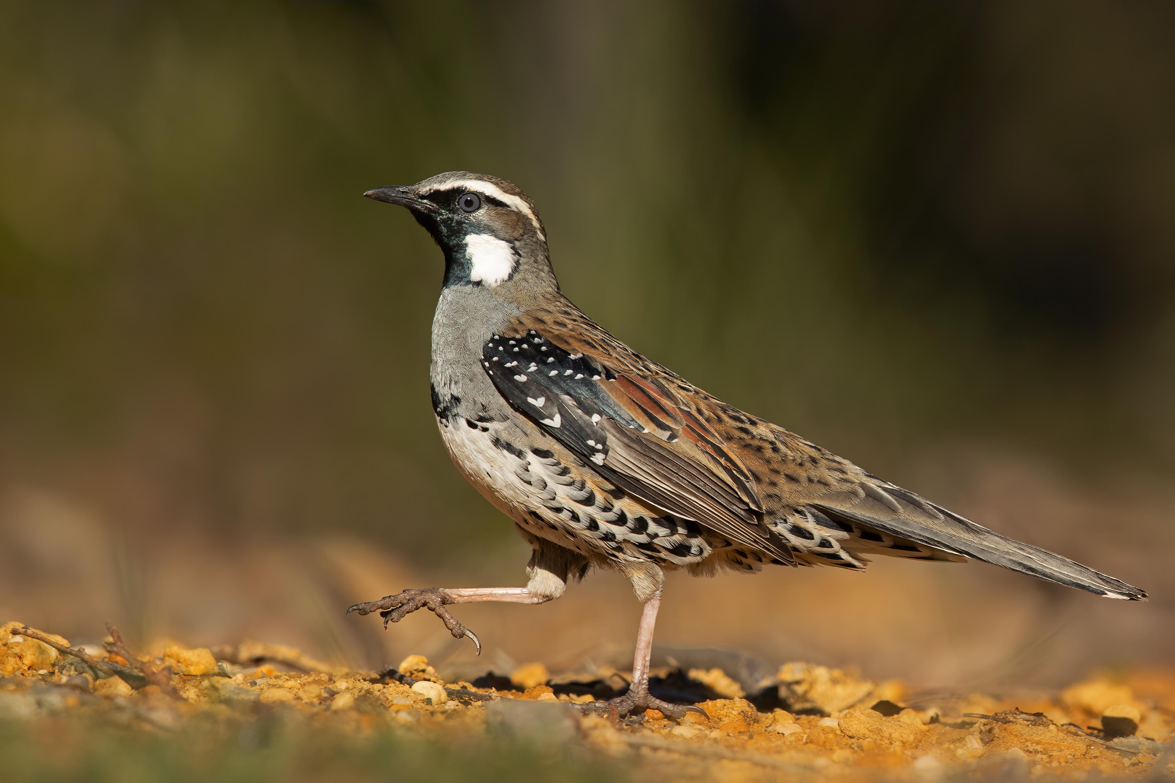 Quail-thrush