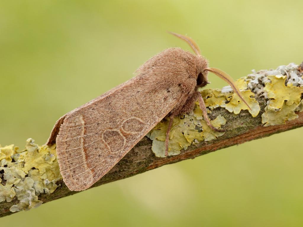 Quaker_Moth