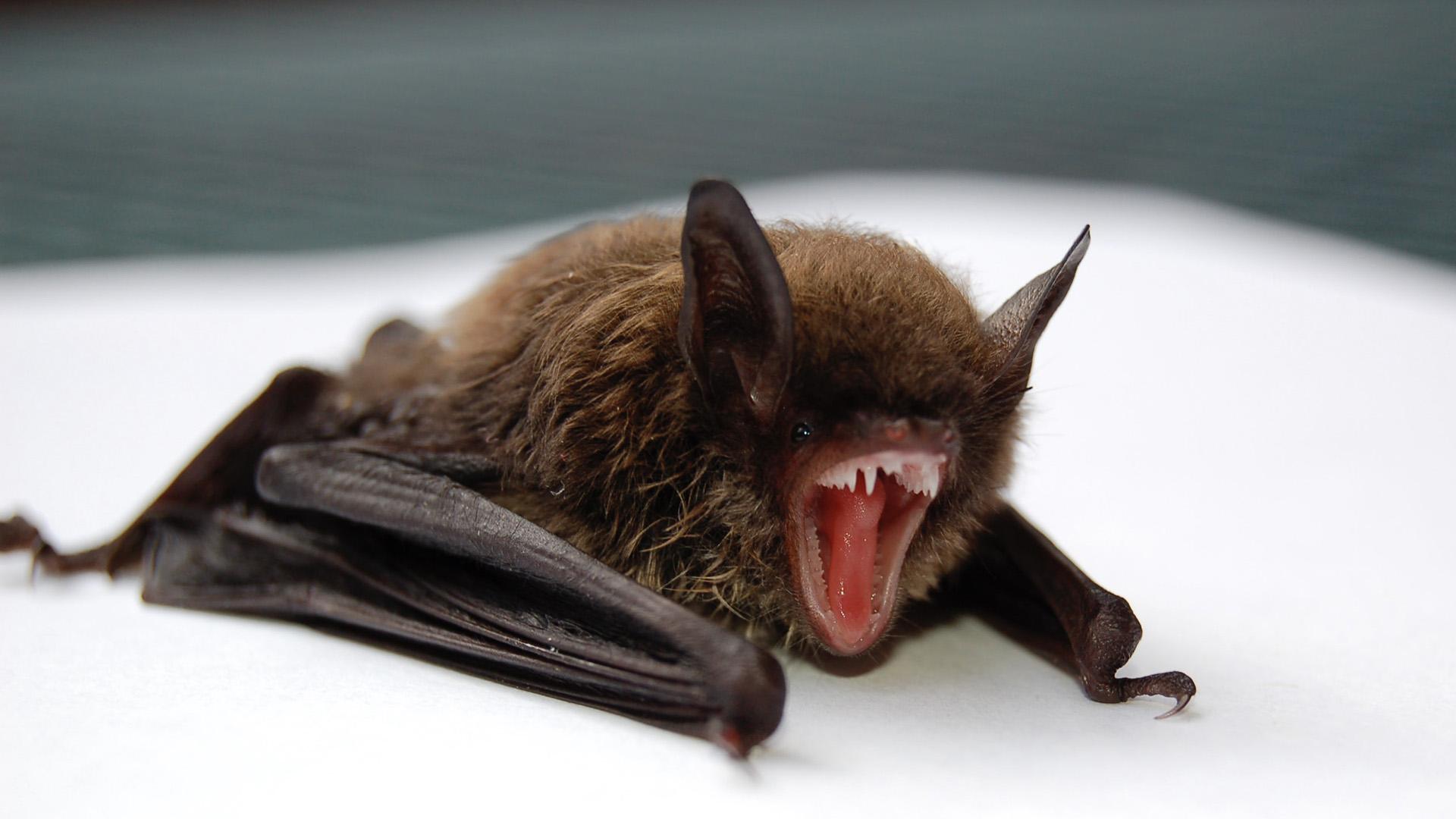 Vampire_Bat