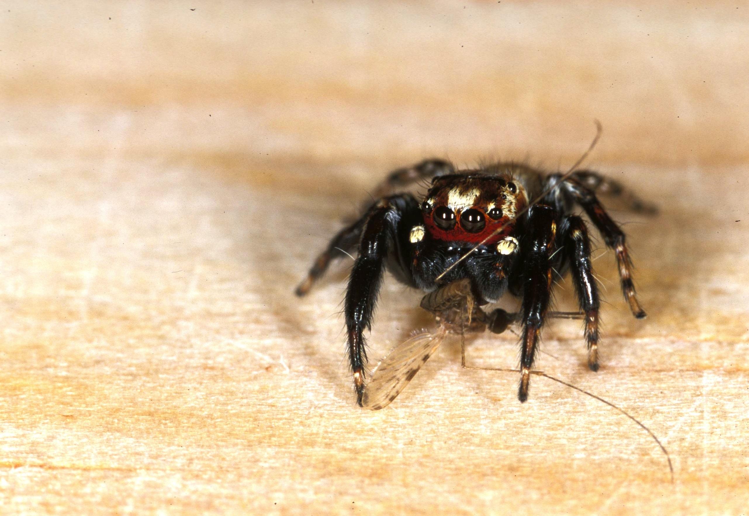 Vampire_Spider