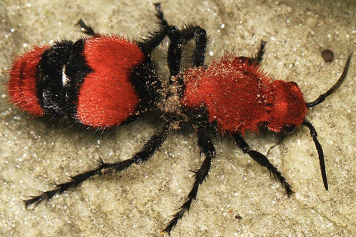 Velvet_Ant