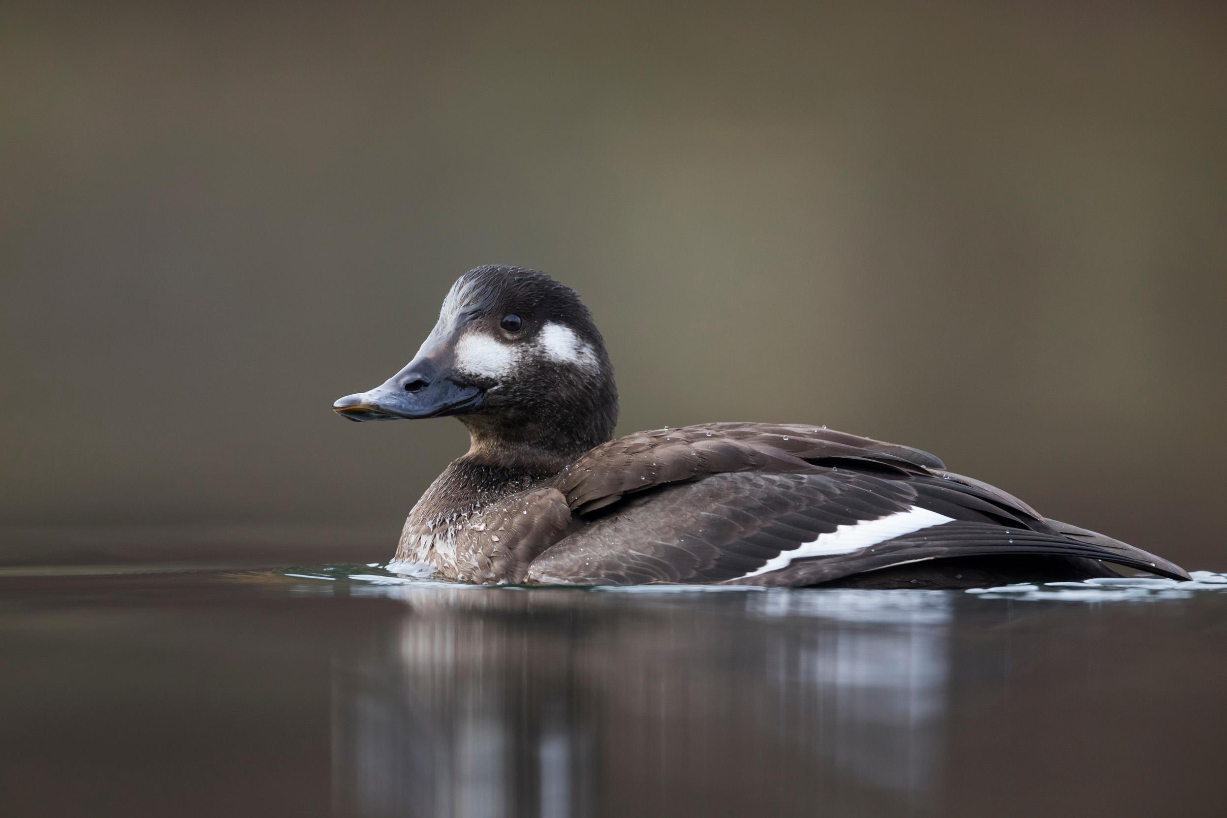 Velvet_Scoter