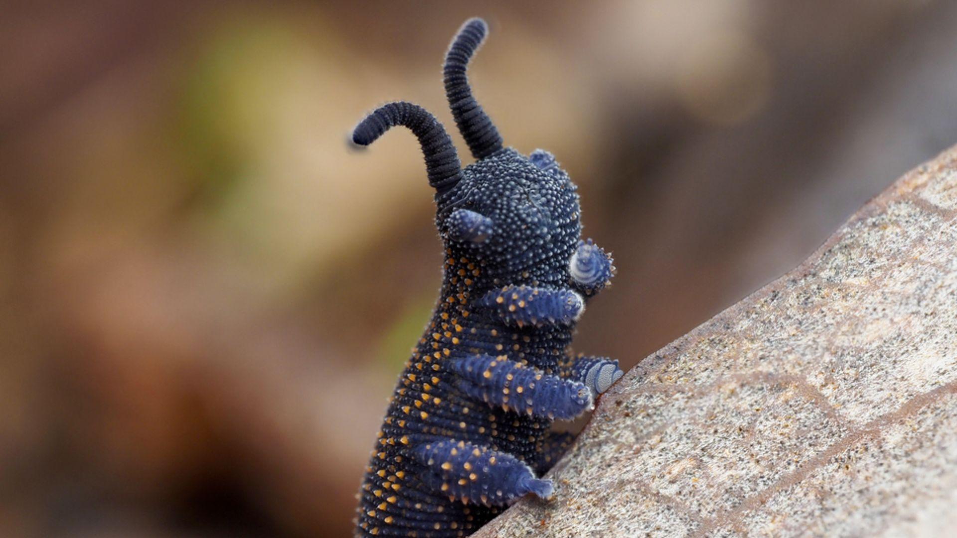 Velvet_Worm