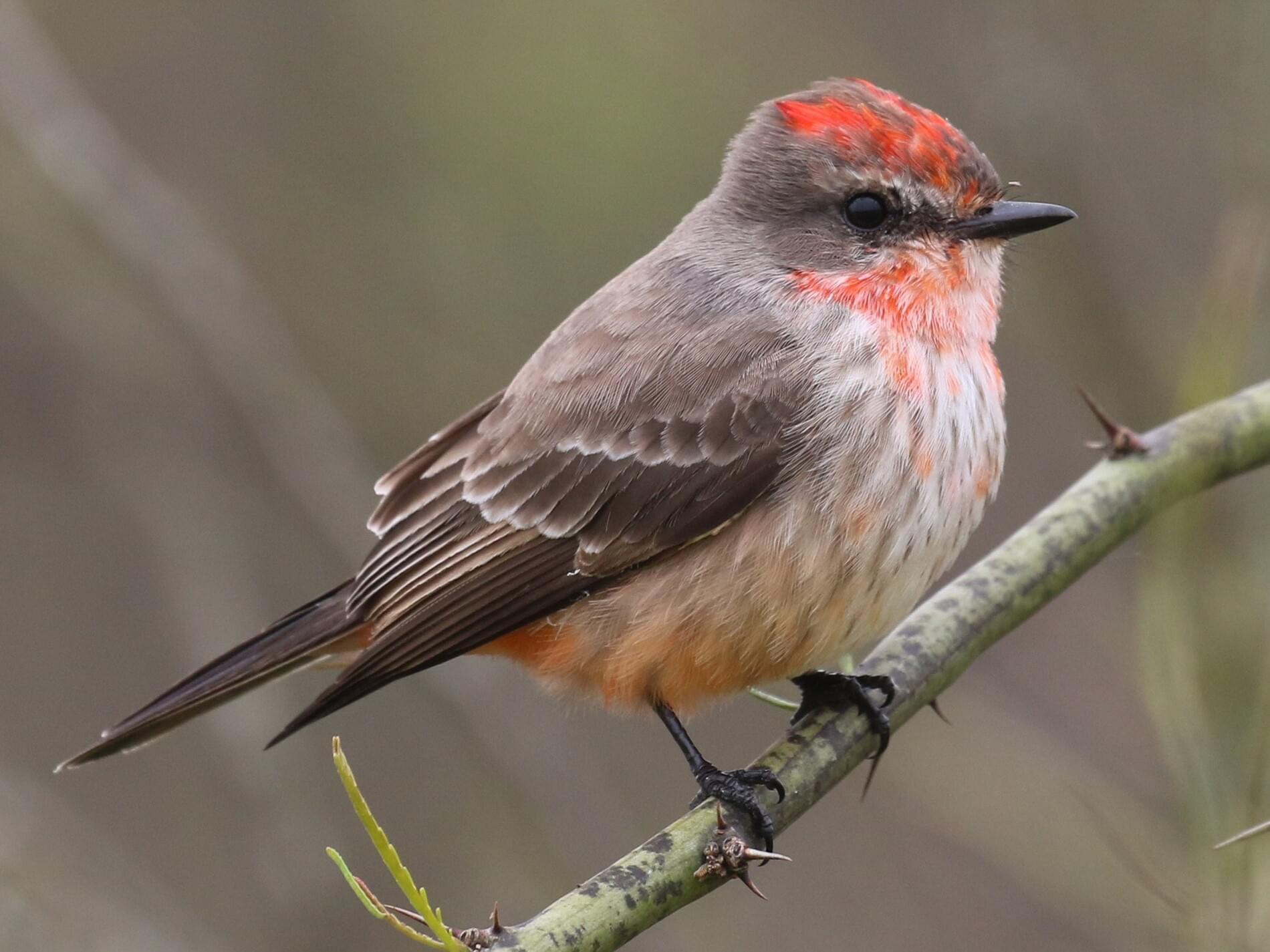 Vermilion_Flycatcher