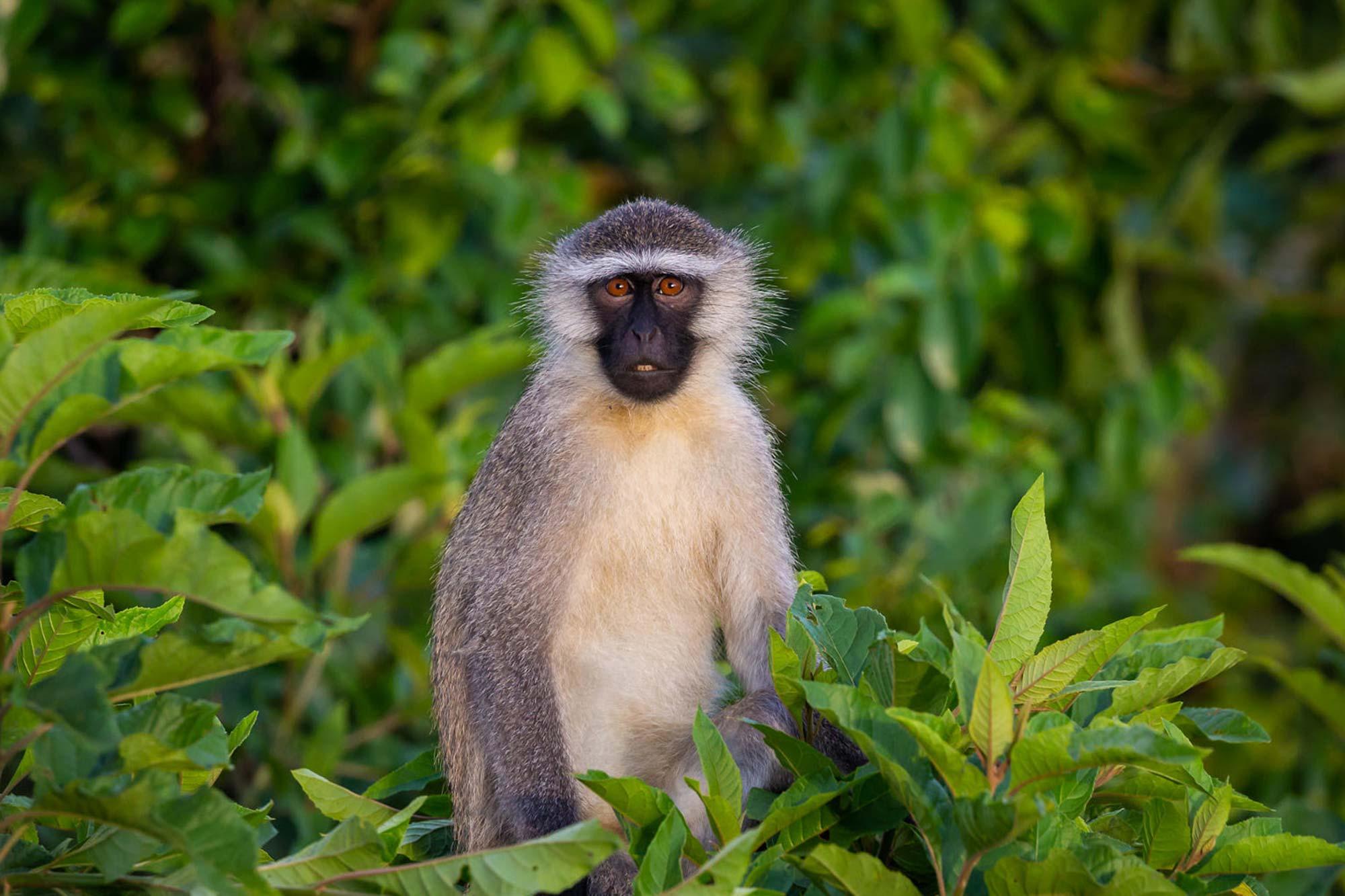 Vervet_Monkey