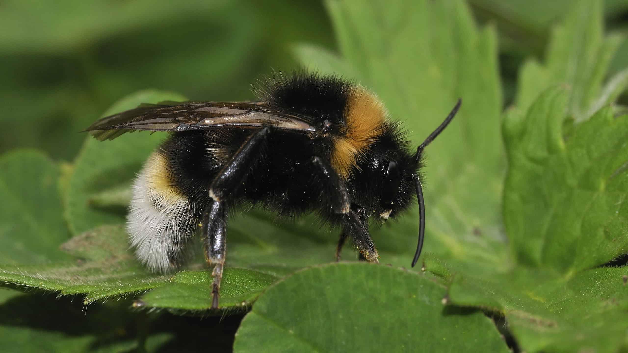 Vestal_Cuckoo_Bumblebee