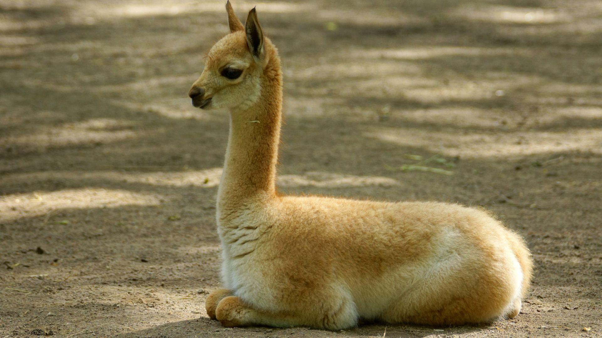 Vicuna