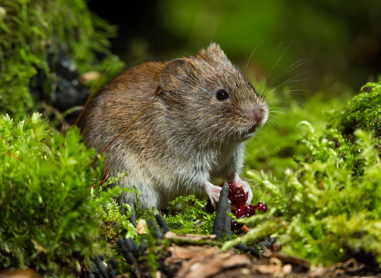 Vole