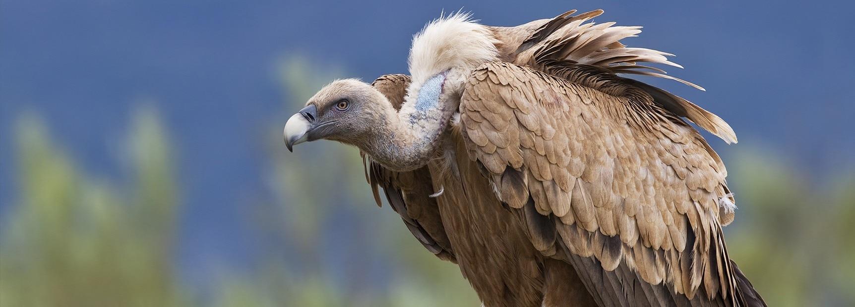 Vulture