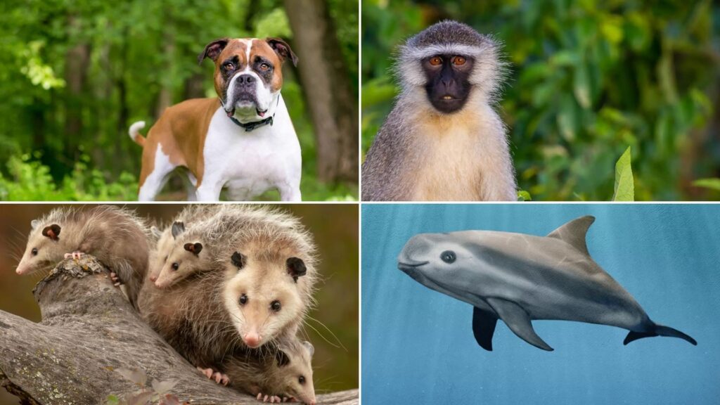 animals that start with v