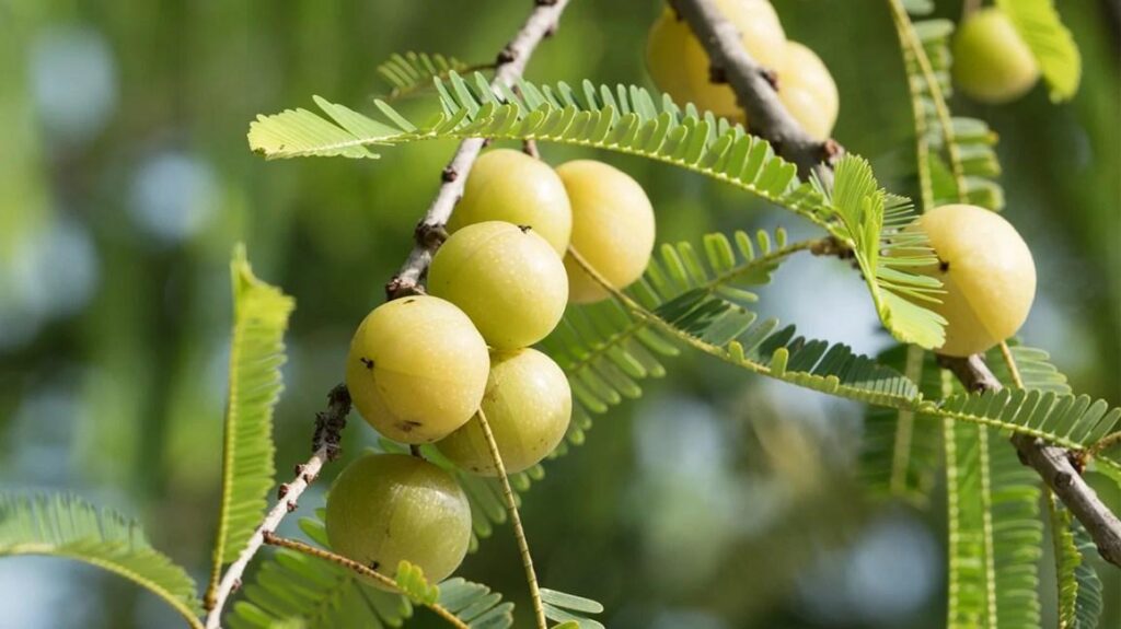 Amla_Indian_Gooseberry