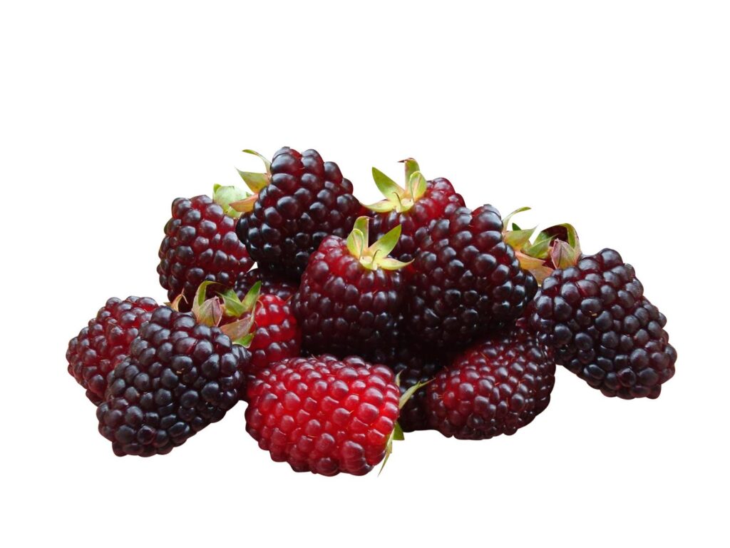 Andean_Blackberry