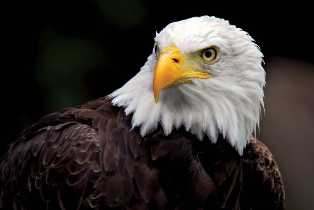 Bald_Eagle