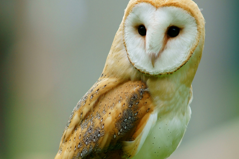 Barn_Owl