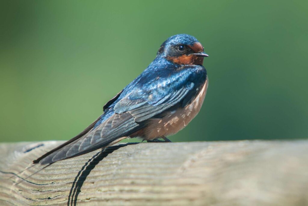 Barn_Swallow