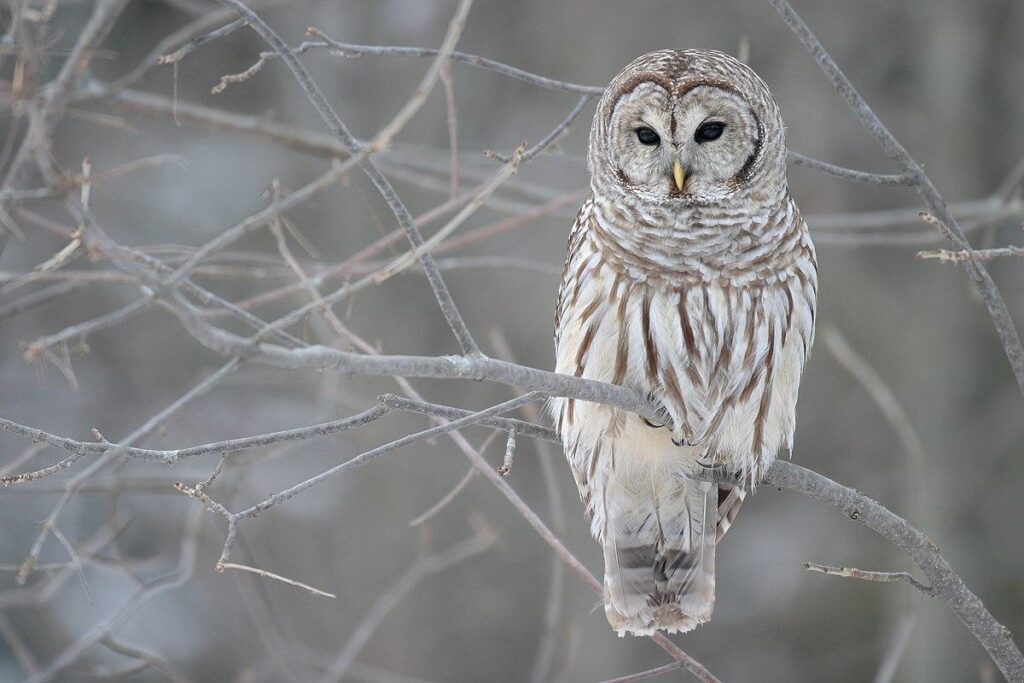 Barred_Owl