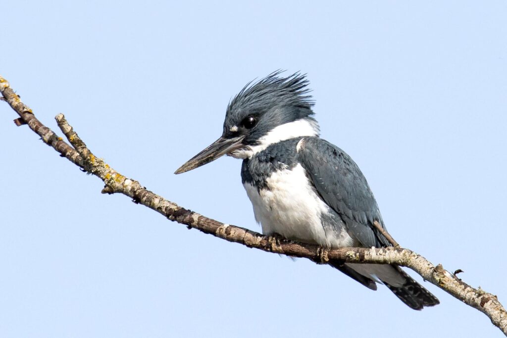 Belted_Kingfisher