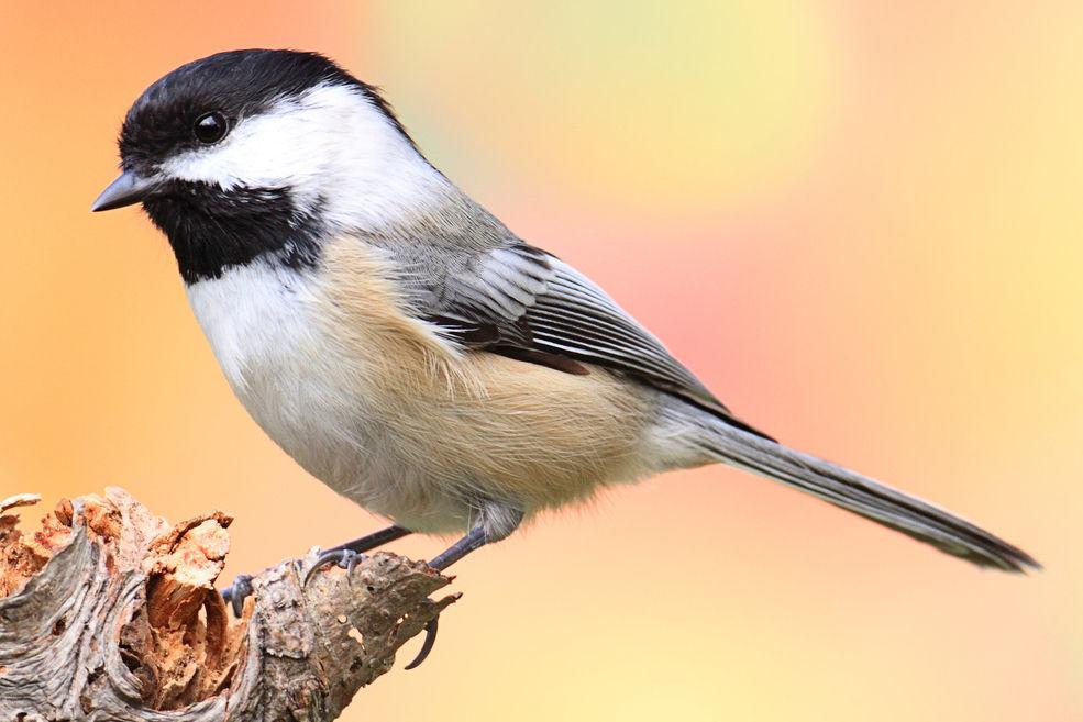 Black-capped_Chickadee