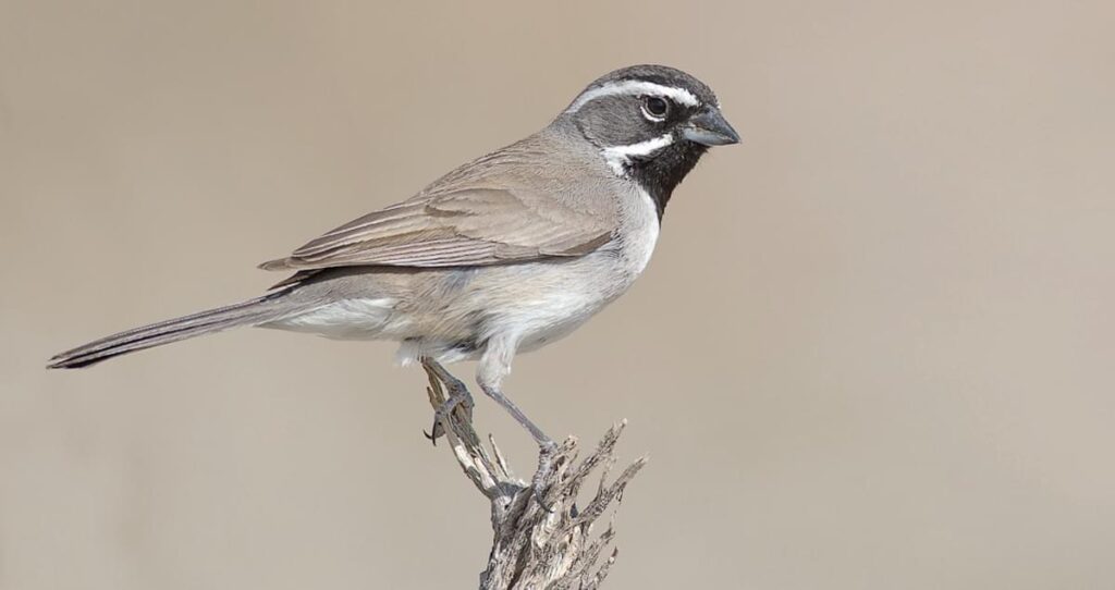 Black-throated_Sparrow