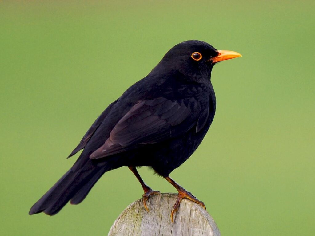 Blackbird