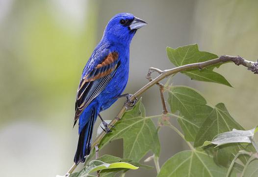 Blue_Grosbeak