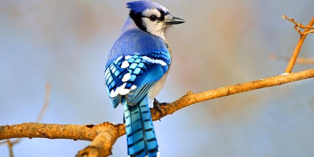 Blue_Jay