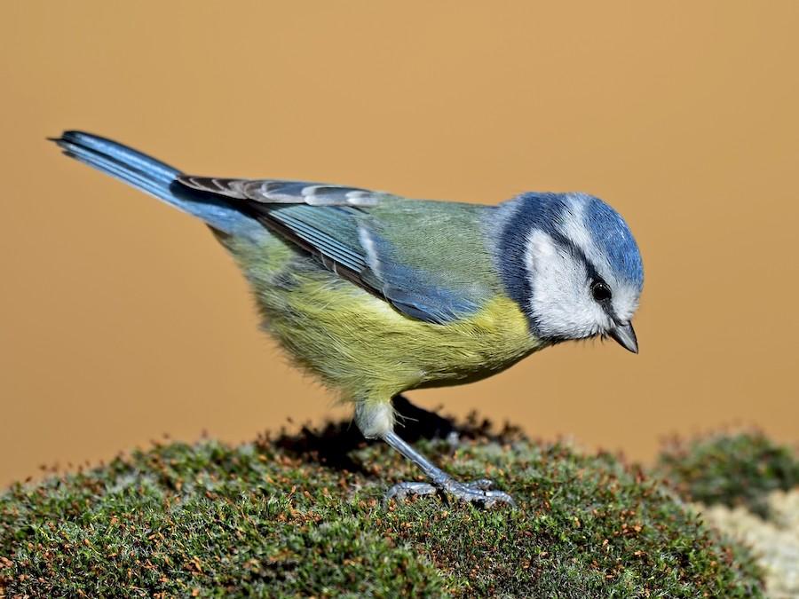 Blue_Tit