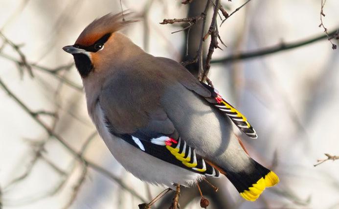 Bohemian_Waxwing