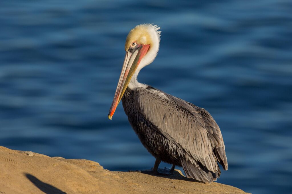 Brown_Pelican