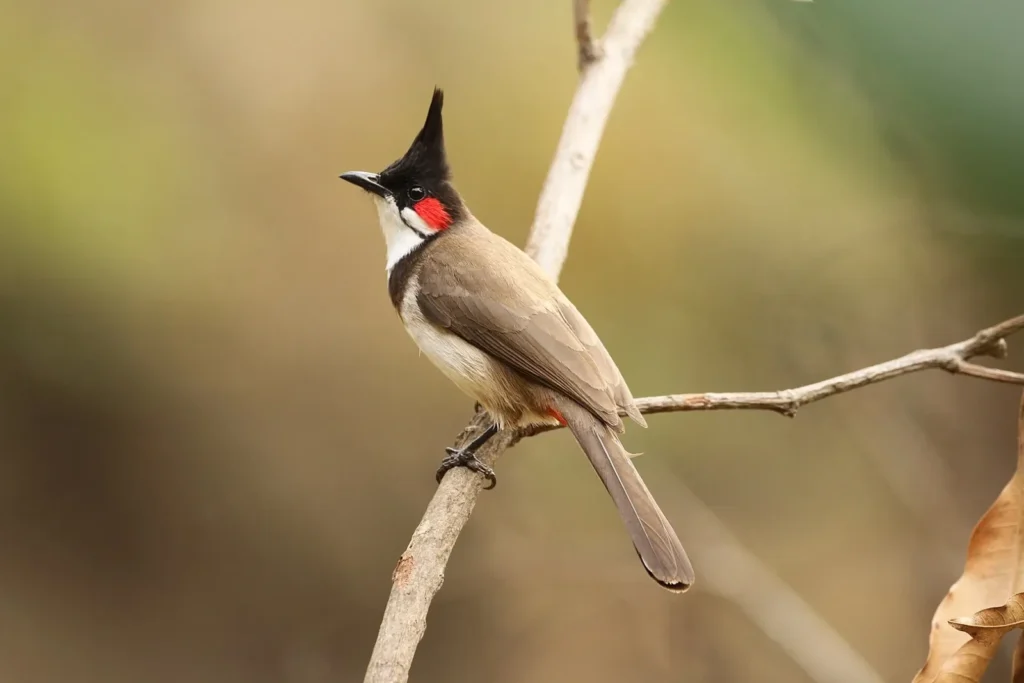 Bulbul