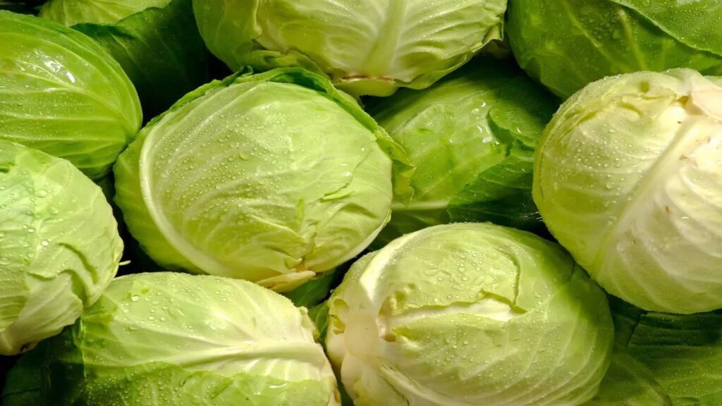 Cabbage